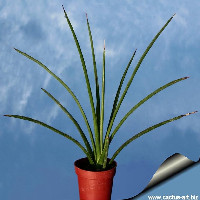 Agave stricta (Needle Leaf Agave)