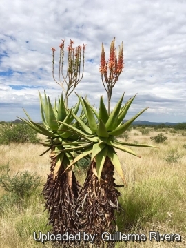 Aloe littoralis