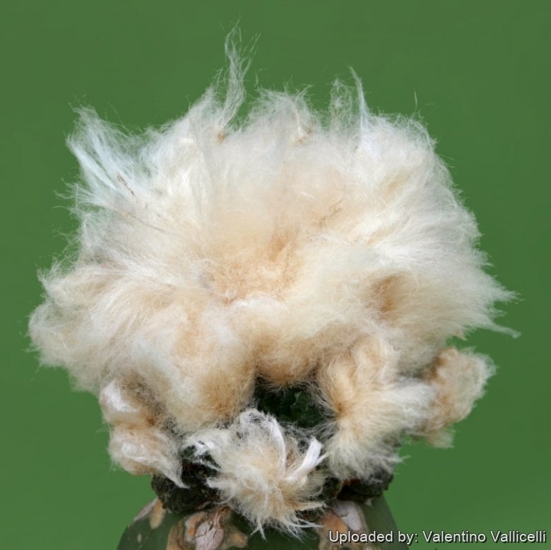 Ariocarpus fissuratus cv. Godzilla (Cotton Flock Type)