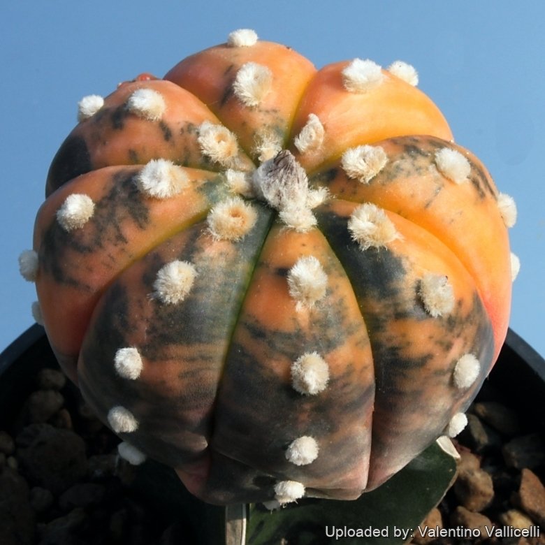 Astrophytum asterias cv. Ruri Kabuto Nisiki (Orange-Red)