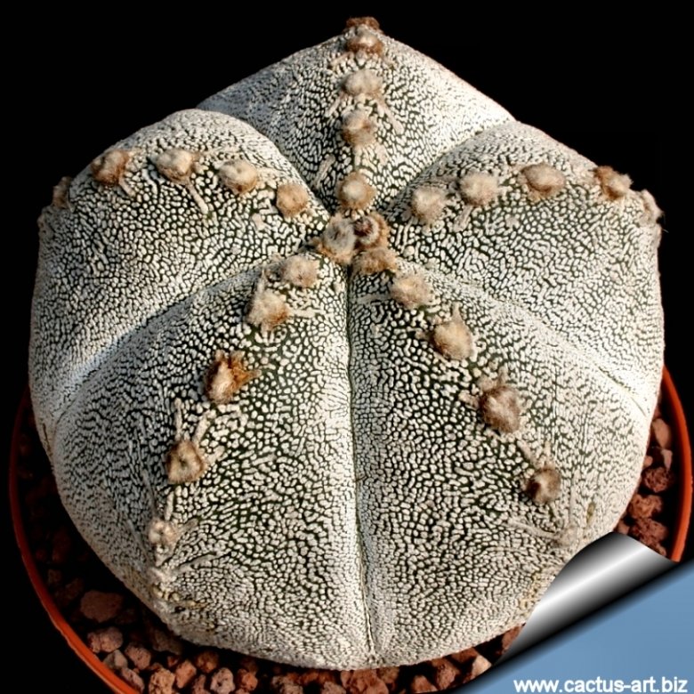 Astrophytum hybrid ONZ-AS (A. myriostigma cv. Onzuka x A. asterias)