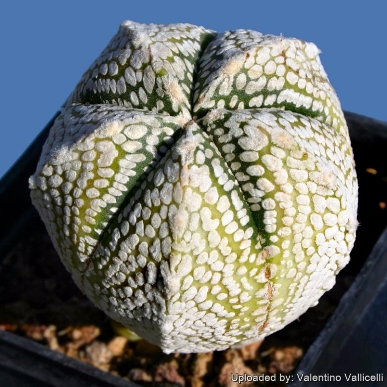 Astrophytum hybrid ONZ-SK variegated and albinos (A