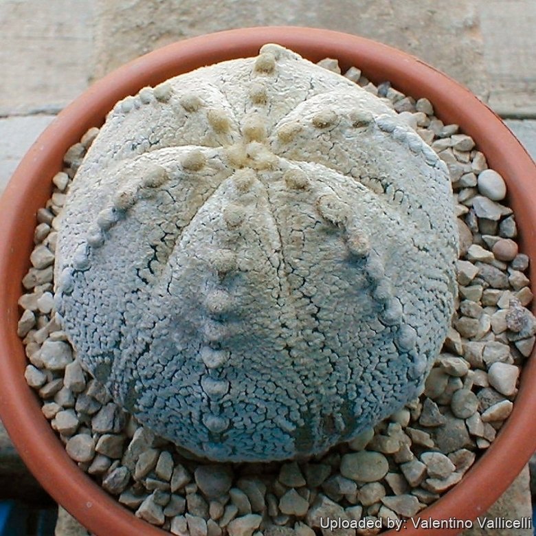 Astrophytum hybrid SK-CO (A. asterias cv. Superkabuto x A