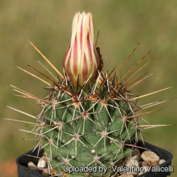 Coryphantha georgii