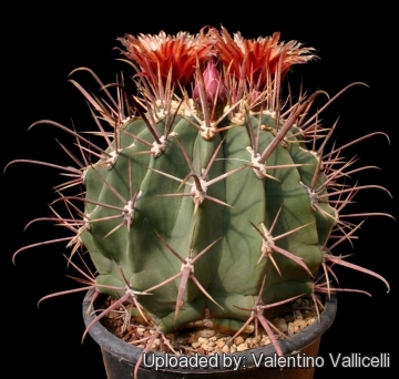 Echinocactus californicus