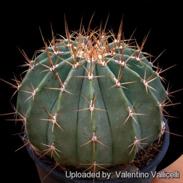 Echinocactus pottsii