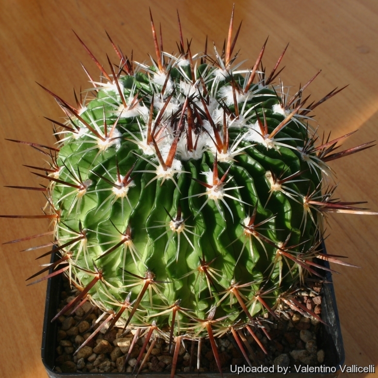 Echinofossulocactus rosasianus