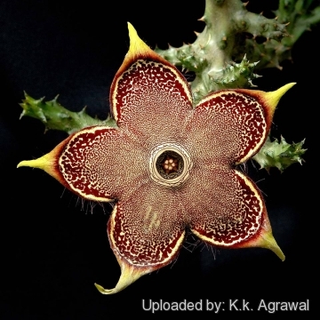 Edithcolea grandis