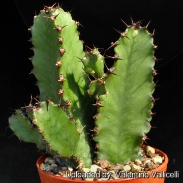 Euphorbia confinalis