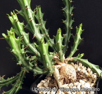 Euphorbia knuthii