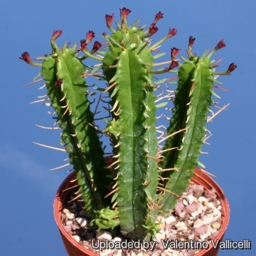 Euphorbia pentagona