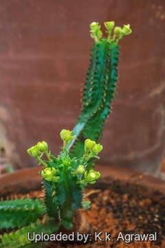 Euphorbia tubiglans