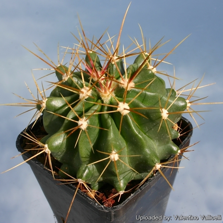 Ferocactus echidne var. victoriensis