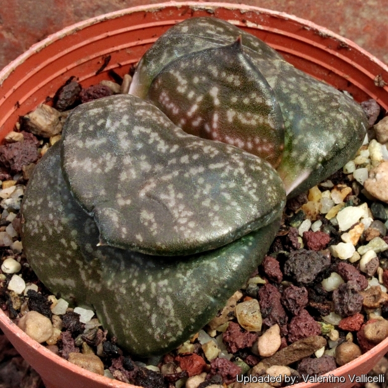 Gasteria armstrongii (Short leaved form)