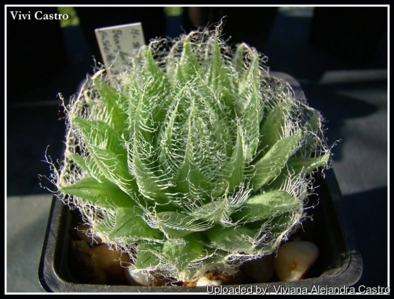 Haworthia bolusii var. semiviva