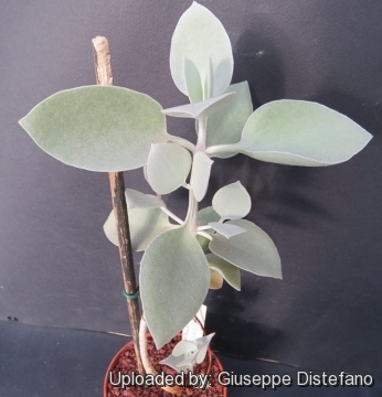 Kalanchoe bracteata