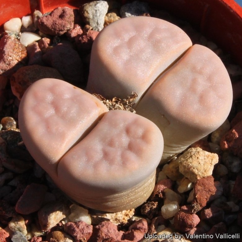 Lithops karasmontana C169 (syn. mickbergensis) 20 km NNE of Grunau