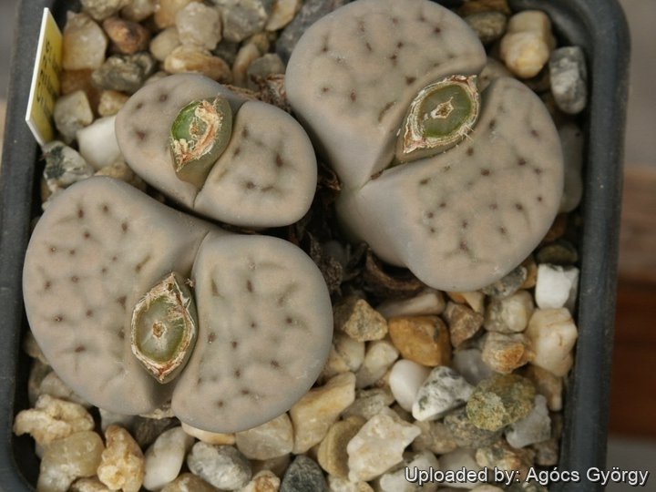 Lithops karasmontana C226 25 km W of Grunau, Namibia