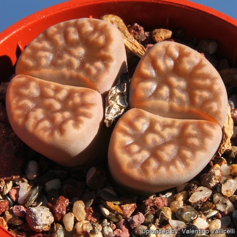 Lithops karasmontana var. lericheana C267 TL: 70 km N of Karasburg