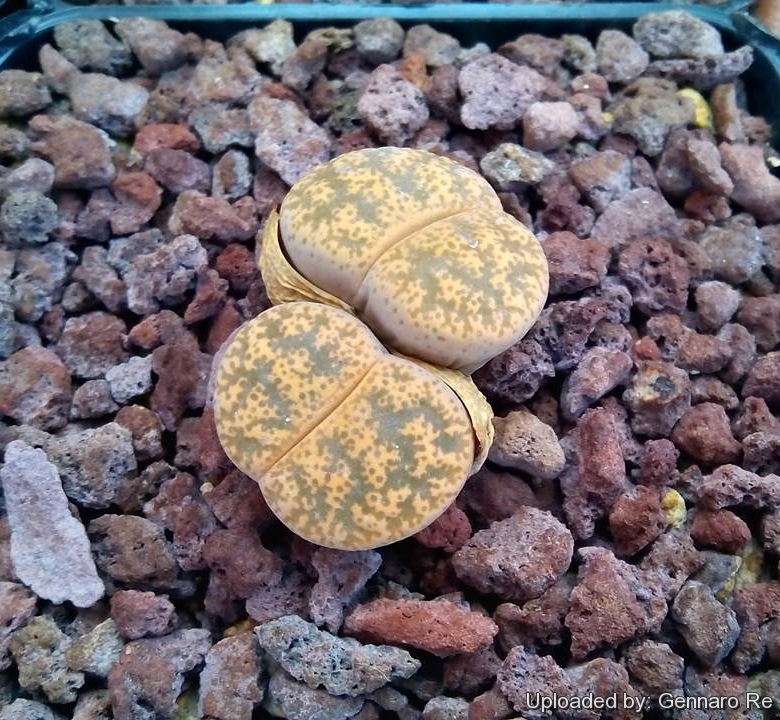 10 seeds rare lithops living stone Lithops lesliei v Pietersburg form 