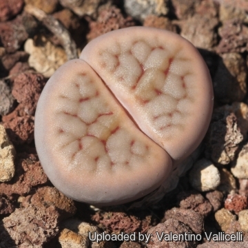 Lithops schwantesii var. marthae