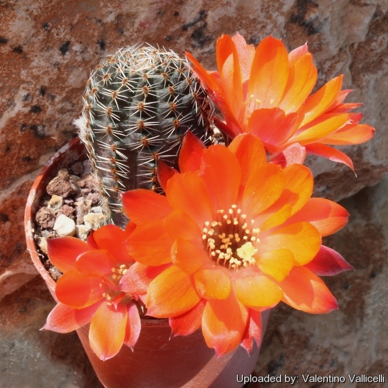 Lobivia pygmaea var. tafnaensis