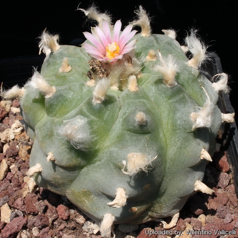 Lophophora fricii var. decipiens