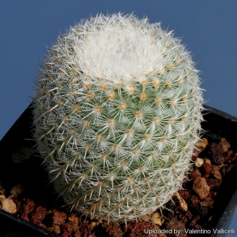 Mammillaria elegans var. supertexta