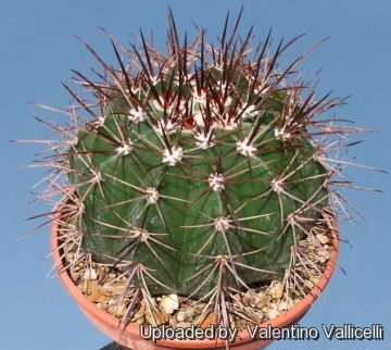 Melocactus multiceps