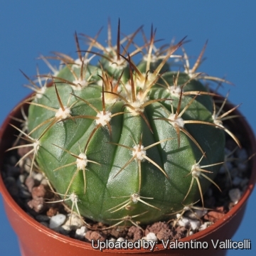 Melocactus schatzlii