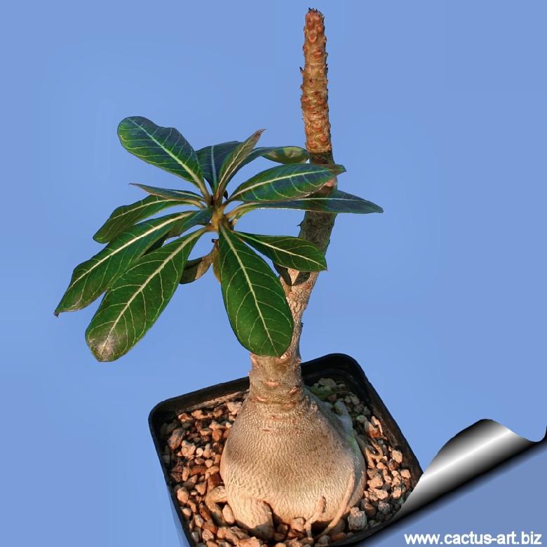 In age it forms a small tree (like a dwarf baobab)