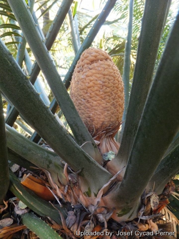 Male cone (developing) in Joe's Cycad Gardens.