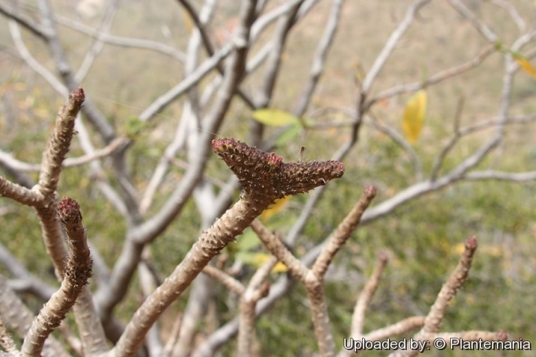 A natural occurring crested stem.