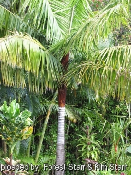 Neodypsis leptocheilos