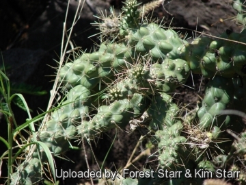 Opuntia cholla