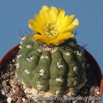 Rebutia neumanniana var. kargliana