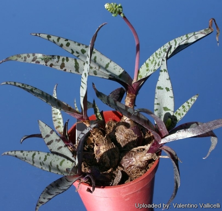 Scilla violacea