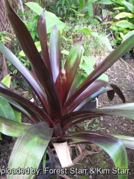 Tillandsia sanguinolenta