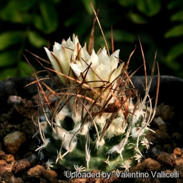 Turbinicarpus gracilis