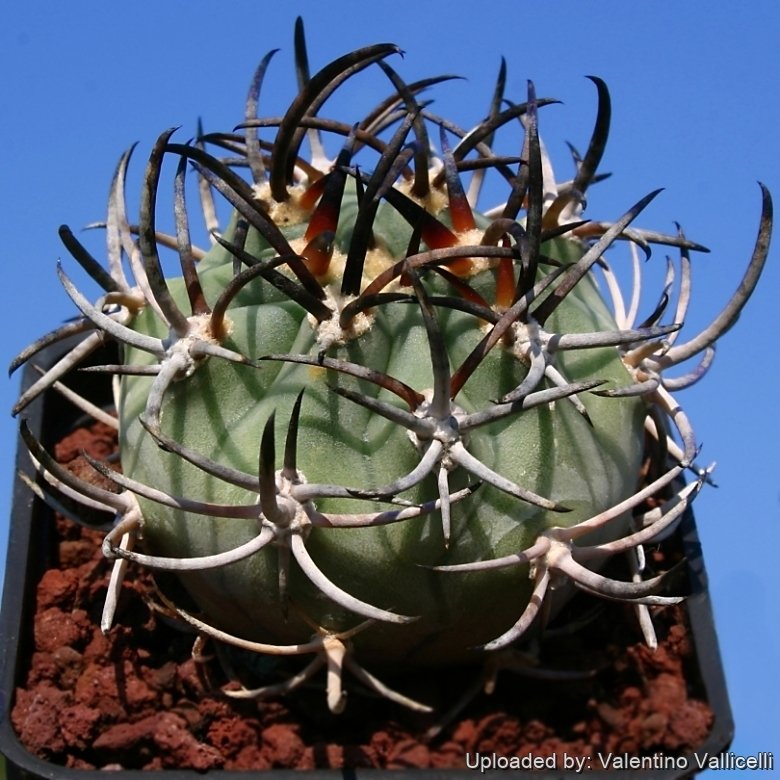 Eriosyce ceratistes