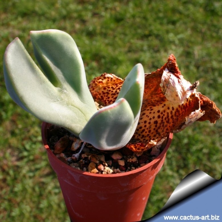 Conophytum christiansenianum