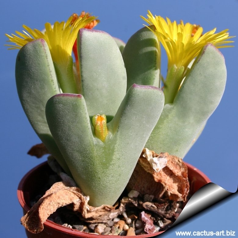 Conophytum christiansenianum