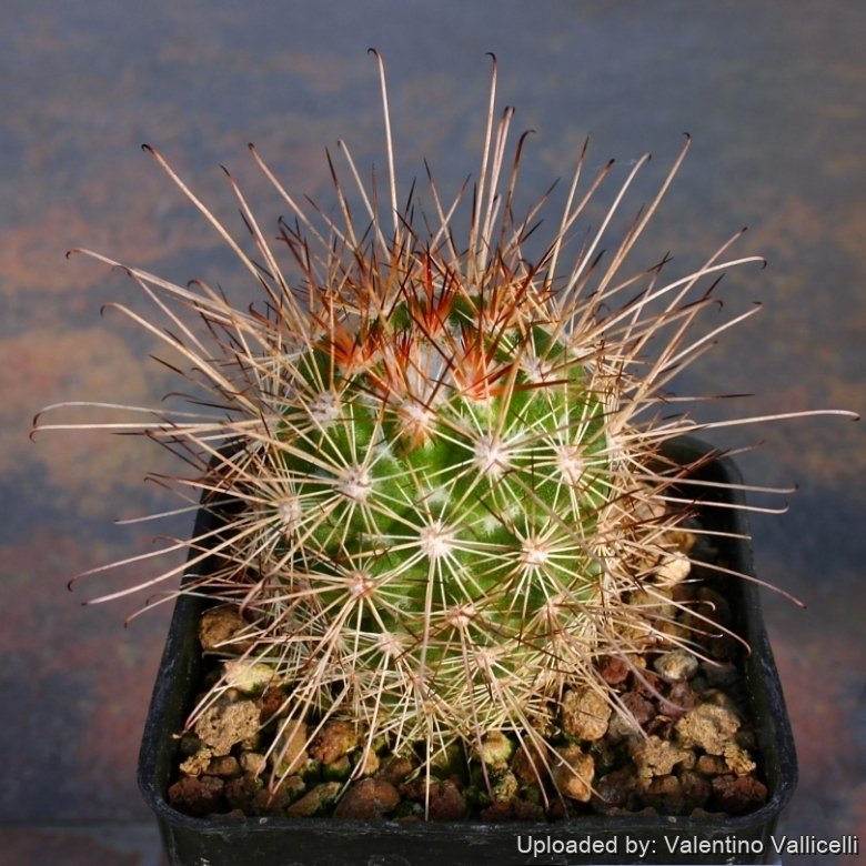 Mammillaria pondii subs. maritima