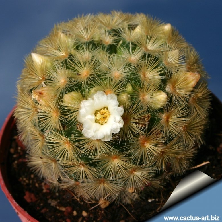 Mammillaria carmenae