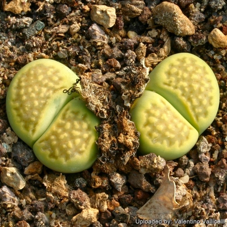 Lithops hallii var. ochracea C111A 35 km WNW of Prieska, South