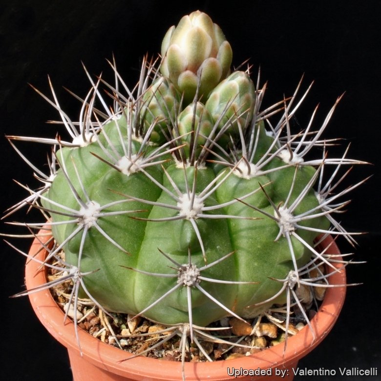 mammillaria gracilis arizona snowcap Mammillaria Gracilis F Monstruosa “Arizona Snowcap” Cactus – ILoveTus  Succulents