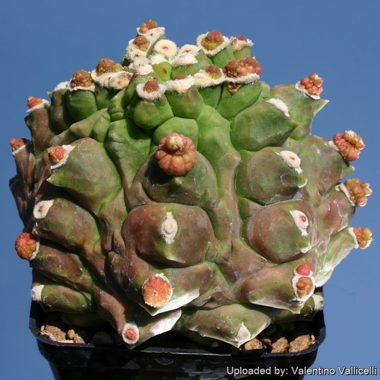 Gymnocalycium cv. Kikko