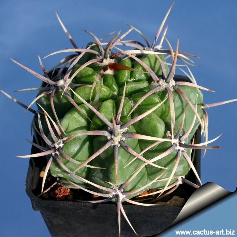 Gymnocalycium achirasense var. orientale