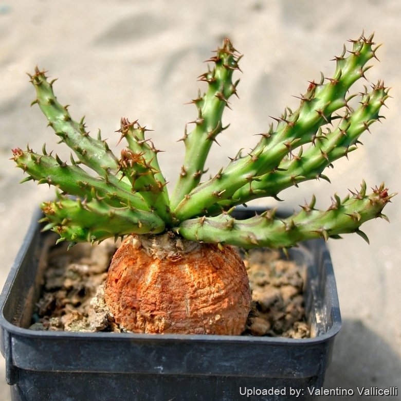 羅本製所 ROBIN miniart Euphorbia decidua pht_13442_l.jpg