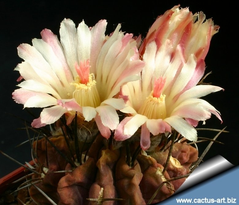 ●植物 Eriosyce (Neochilenia) occulta 雷頭玉 エリオシケ オクルタ / 多肉 サボテン 塊根 ネオチレニア Eriosyce aerocarpa (Neochilenia, Reicheocactus, Chileorebutia)